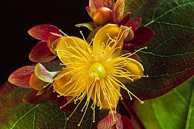 《原神》拾枝杂谈-「玛薇卡：烈阳的巡礼」